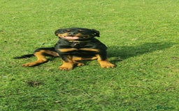 Rottweiler dogs for sale: Stunning Rottweiler Puppy - Image 1