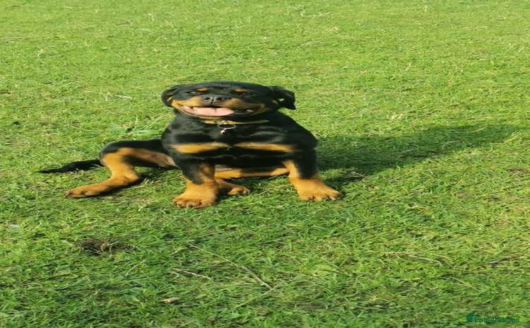 Rottweiler dogs - Advert 1