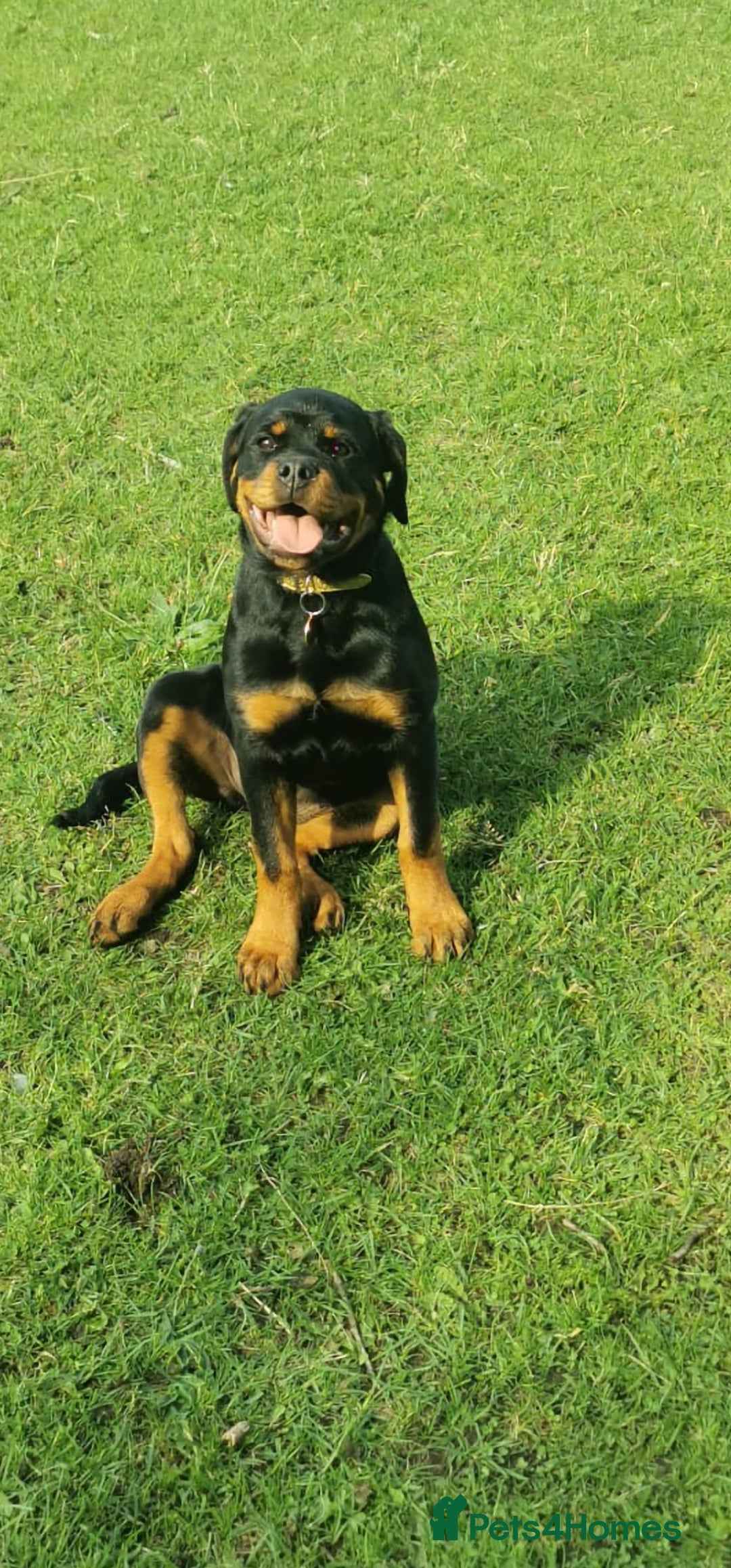 Rottweiler dogs for sale: Stunning Rottweiler Puppy - Image 1