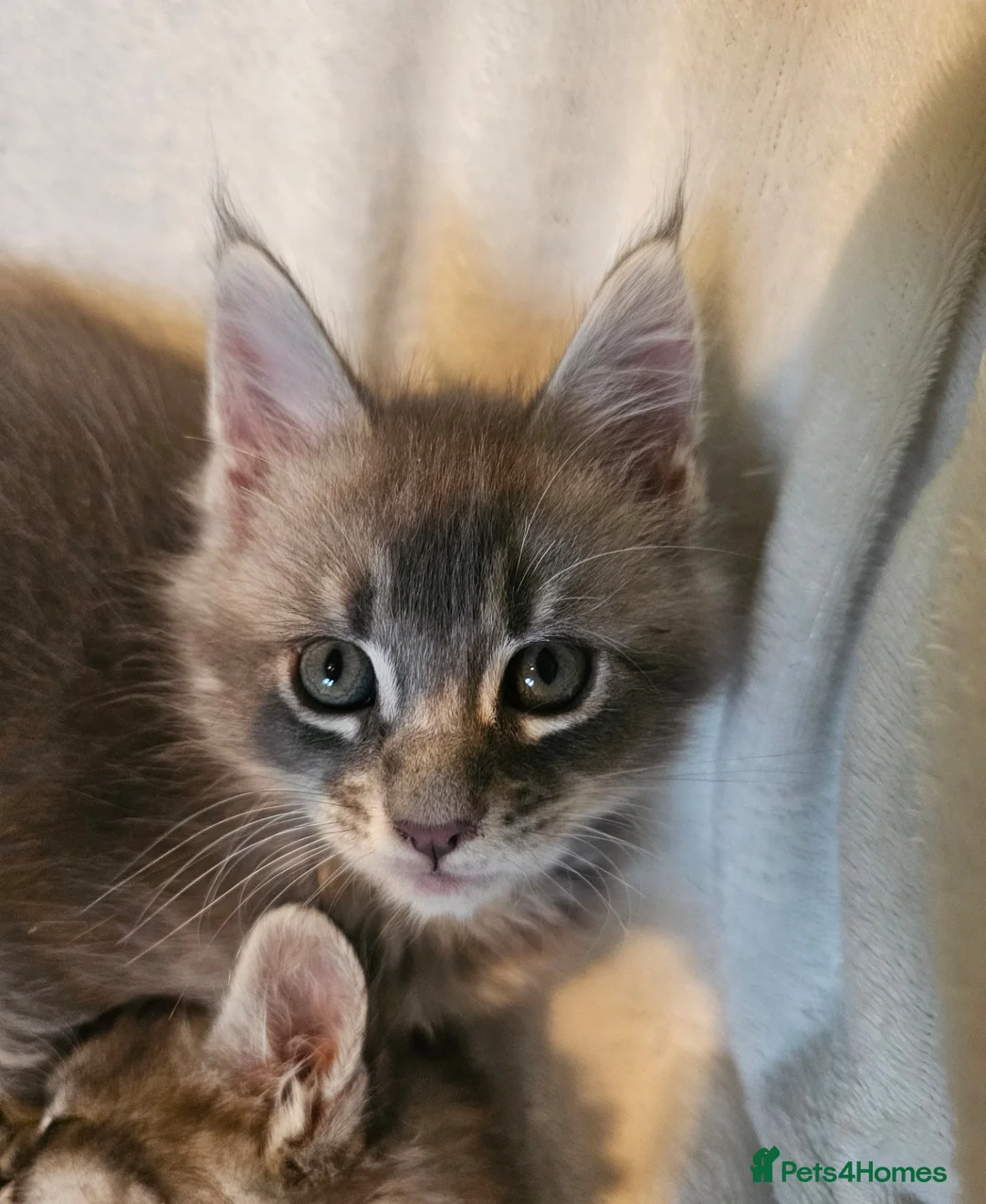 Maine Coon cats for sale: Champion bloodline maine coon kittens TICA - Advert 19