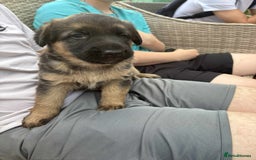 German Shepherd dogs for sale: German shepherd puppies  - Image 6