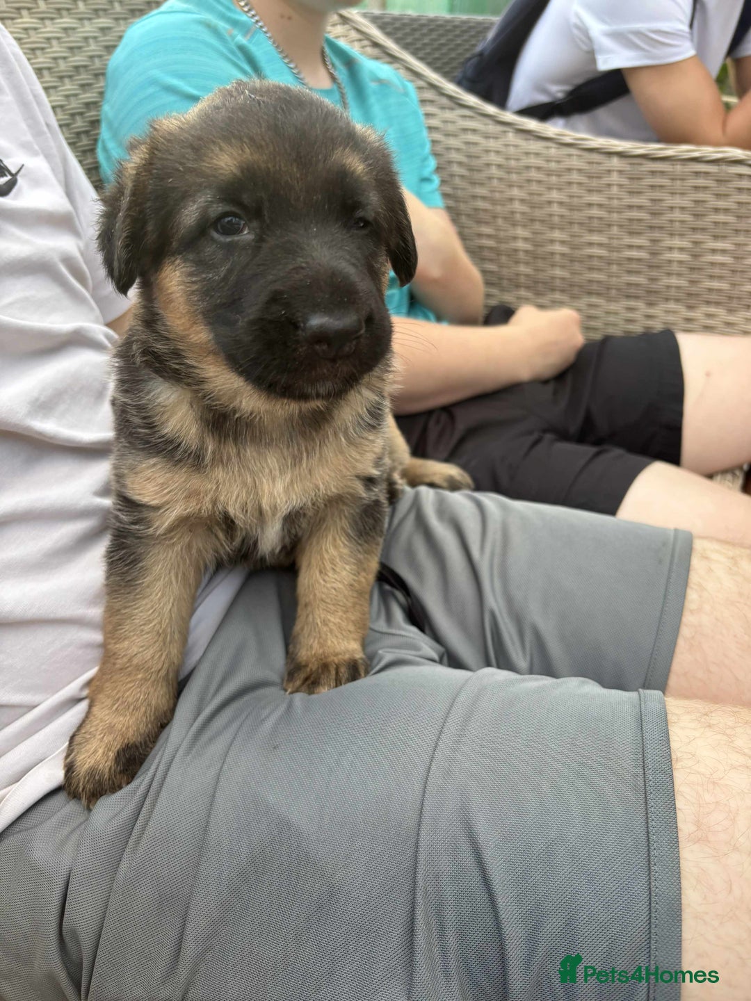 German Shepherd dogs for sale: German shepherd puppies  - Image 6