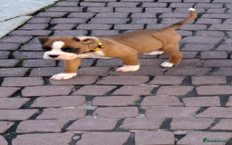 Boxer dogs for sale: Boxer pups  - Image 2
