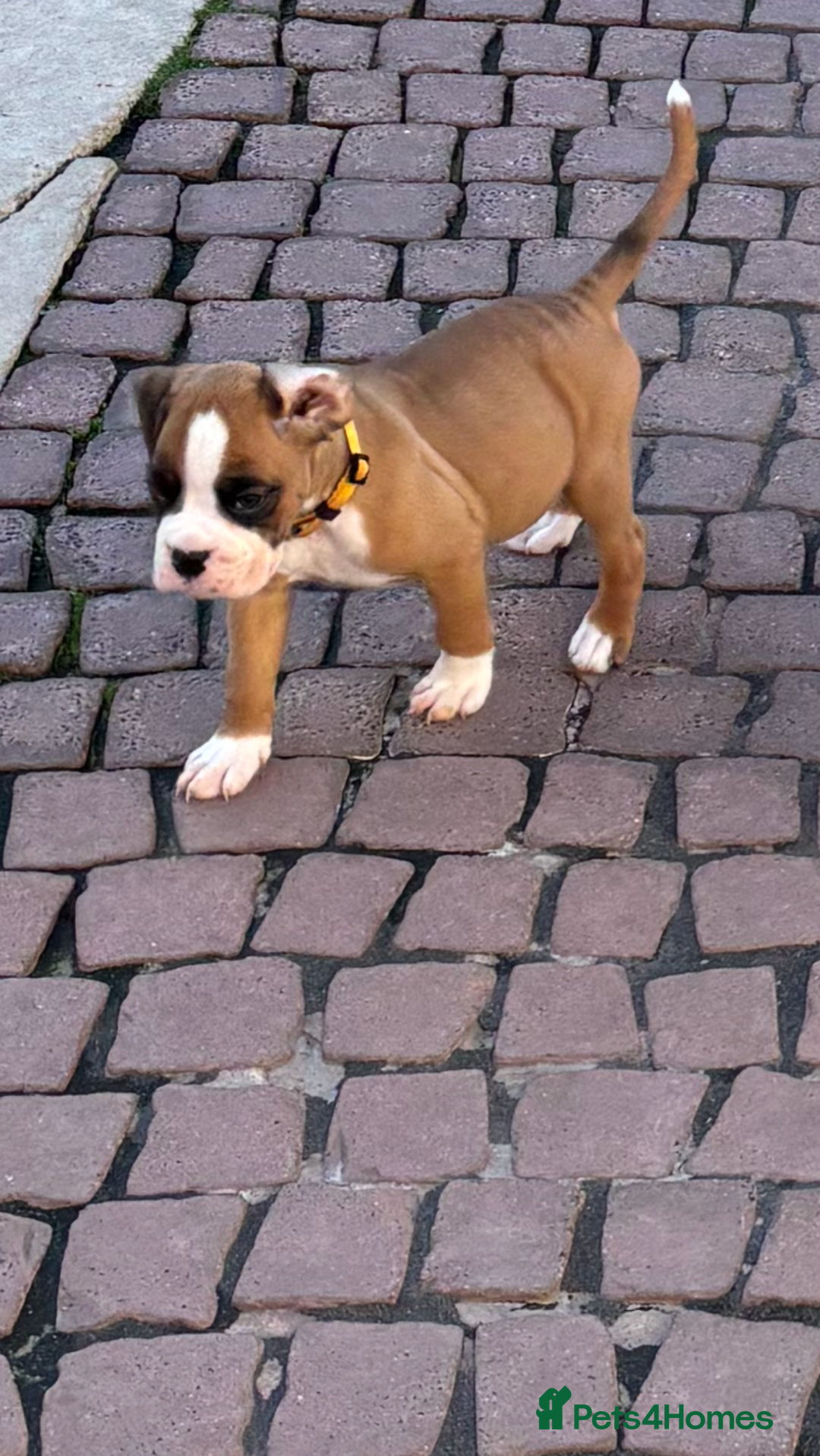 Boxer dogs for sale: Boxer pups  - Image 2