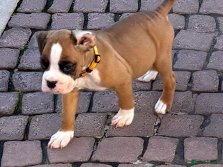 Boxer dogs - Advert 1