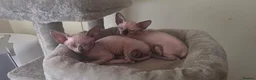 Sphynx cats for sale: Adorable Sphynx Kittens – 2 Males & 1 Female  - Advert 25