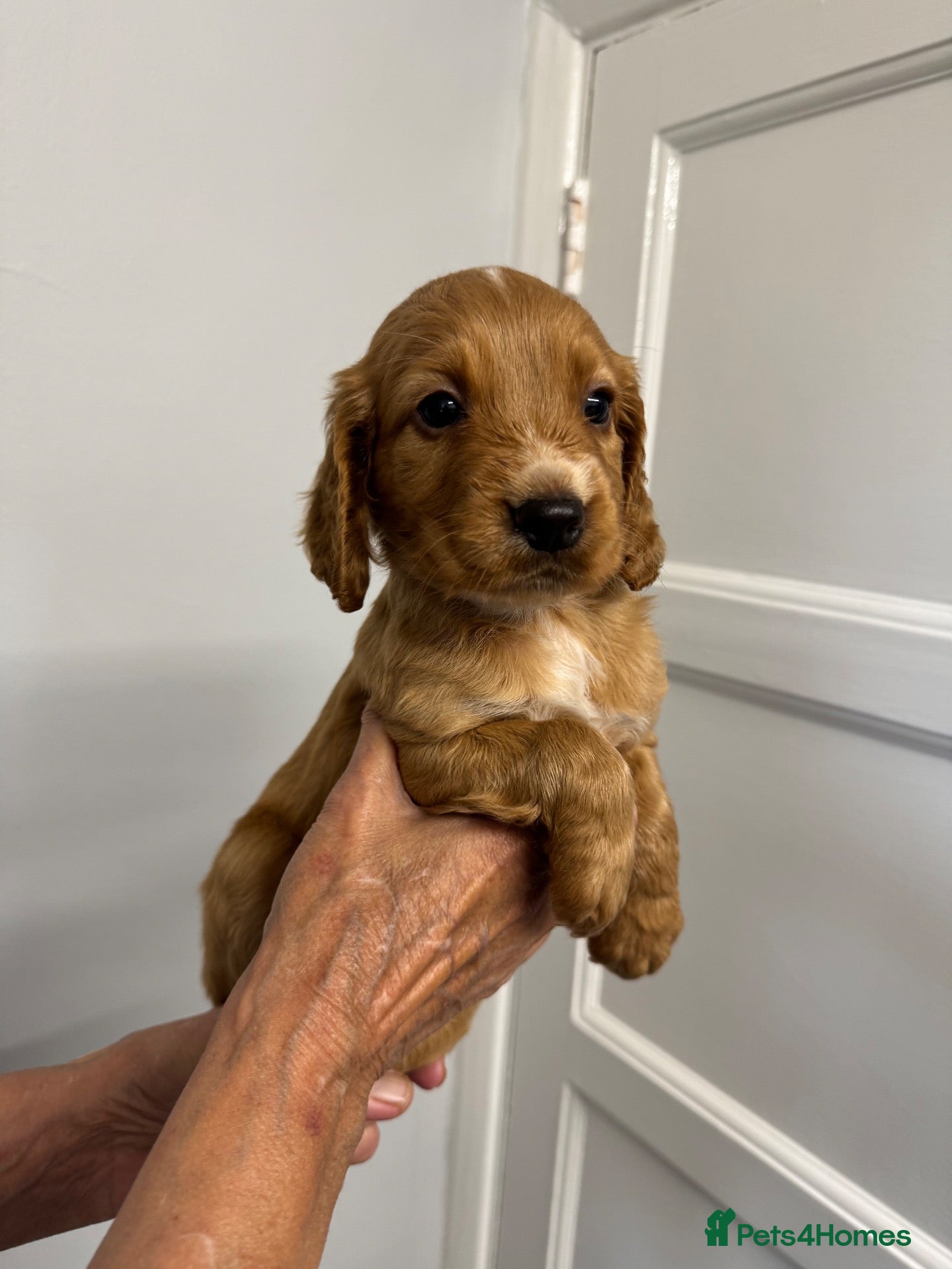 Cocker Spaniel dogs Working Kennel Club reg cocker spaniel puppies - Advert 1