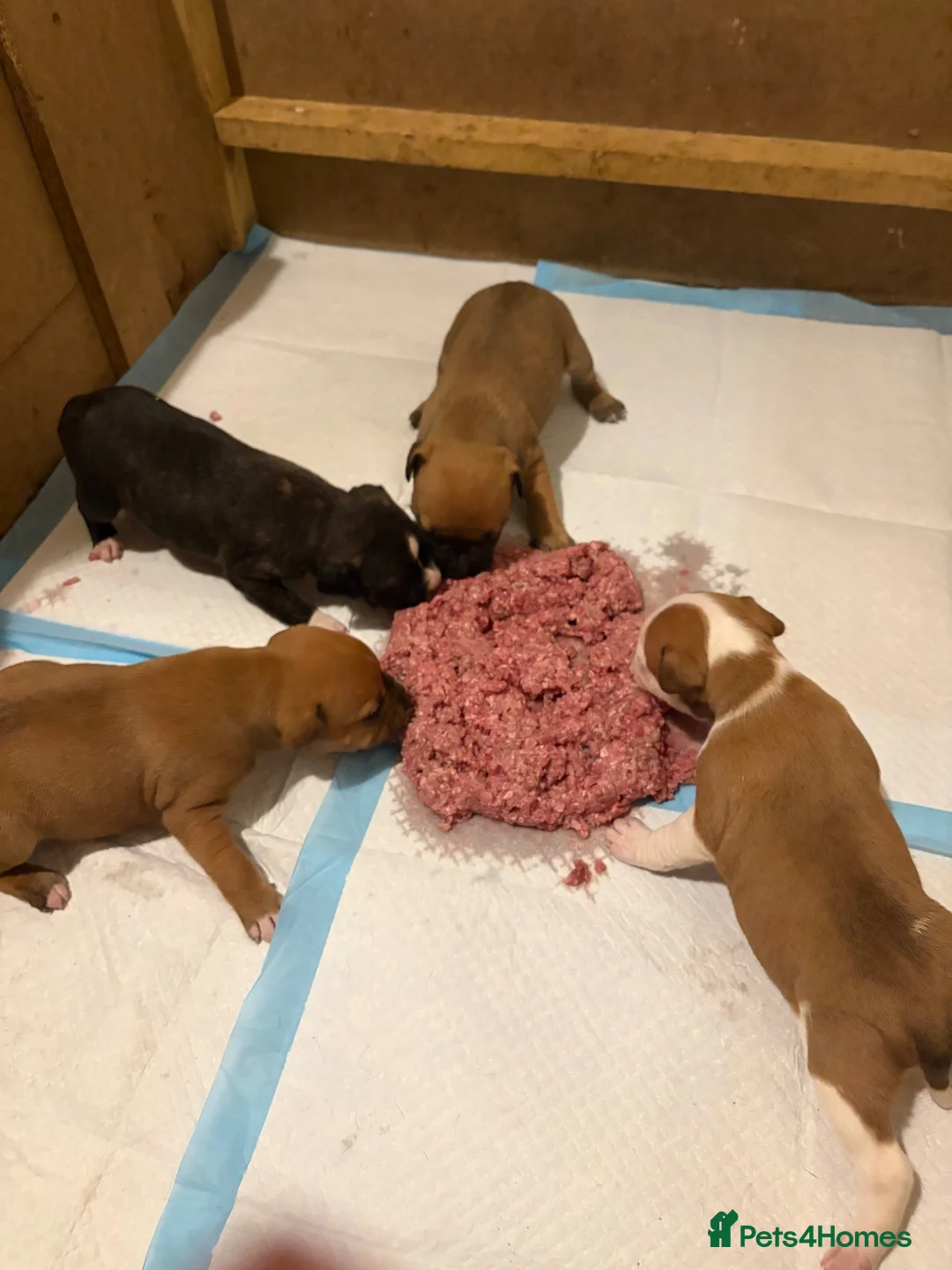 Staffordshire Bull Terrier dogs for sale: 2 x males - Staffordshire Bull Terriers in Spennymoor - Advert 2