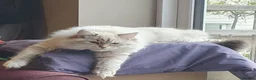 Siberian cats for sale: Stunning Neva Masquerade Girl - Advert 5