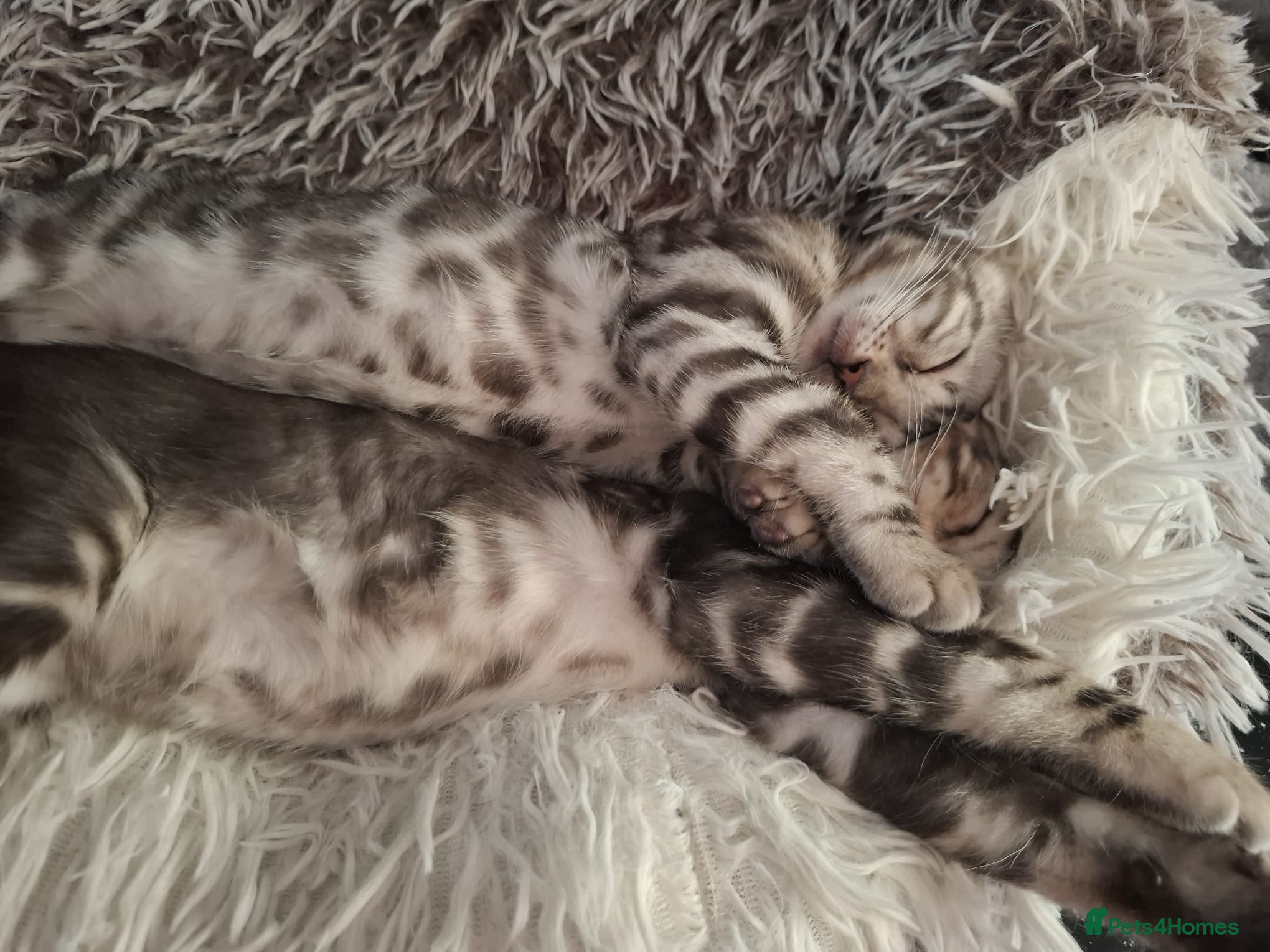 Bengal cats ❤️ Outstanding TICA Registered Bengal Kittens ❤️ - Advert 2