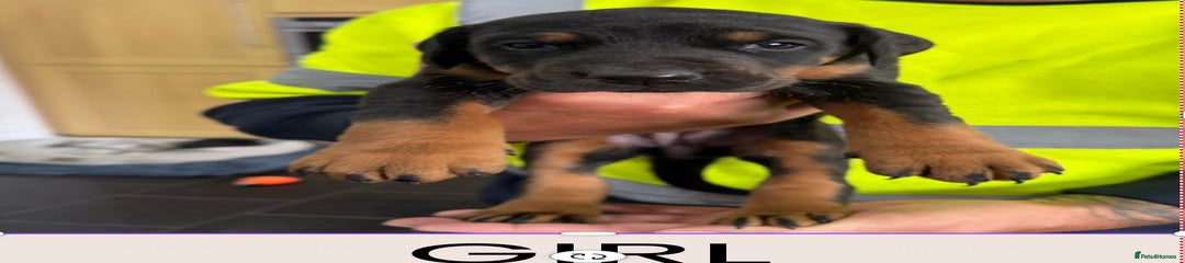 Dobermann Puppy 4 GIRL