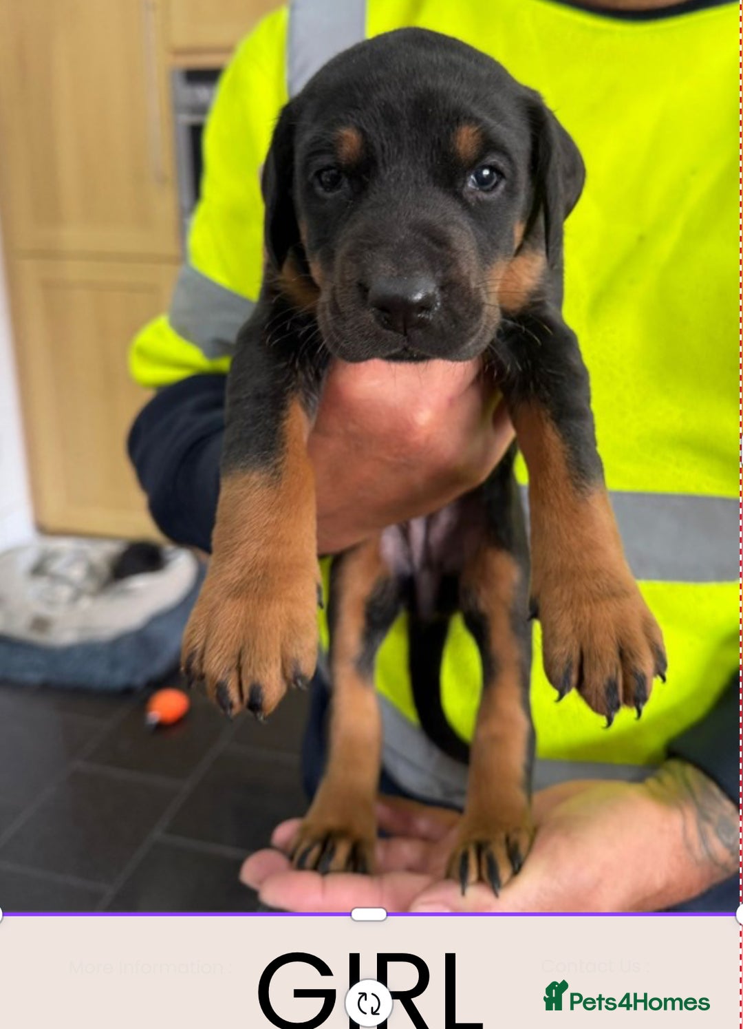 Dobermann dogs for sale: Doberman puppies for sale boys & girls  - Image 10