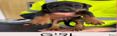 Dobermann Puppy 4 GIRL