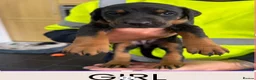 Dobermann dogs for sale: Doberman puppies for sale boys & girls  - Advert 10