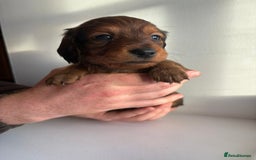 Miniature Dachshund dogs for sale: Miniature long haired dachshund puppies - Image 7