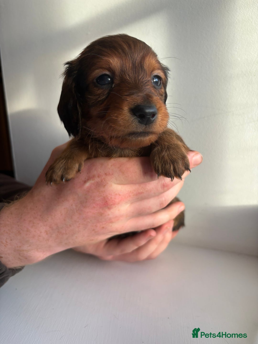 Miniature Dachshund dogs for sale: Miniature long haired dachshund puppies - Image 7