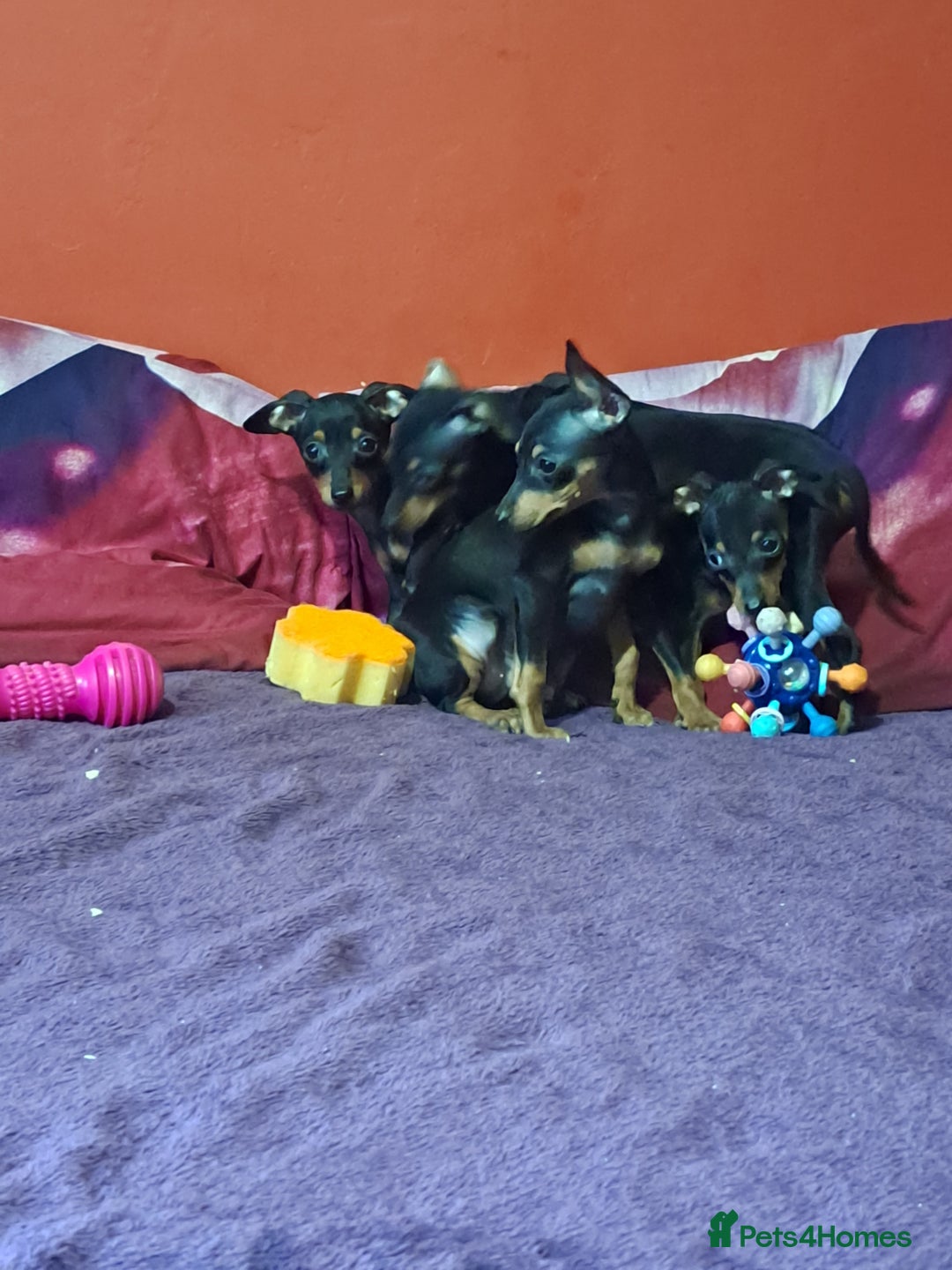 Miniature Pinscher dogs for sale: Miniature Pinscher Puppies 🐾   - Advert 14