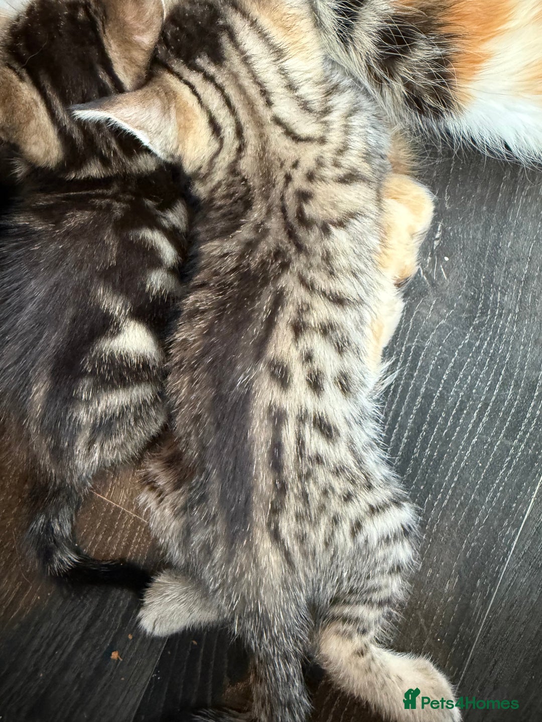 Savannah cats for sale: 3 beautiful kittens  - Image 6