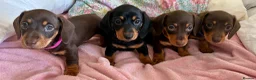 Dachshund dogs for sale: Beautiful Miniature Dachshund Puppies - Advert 3