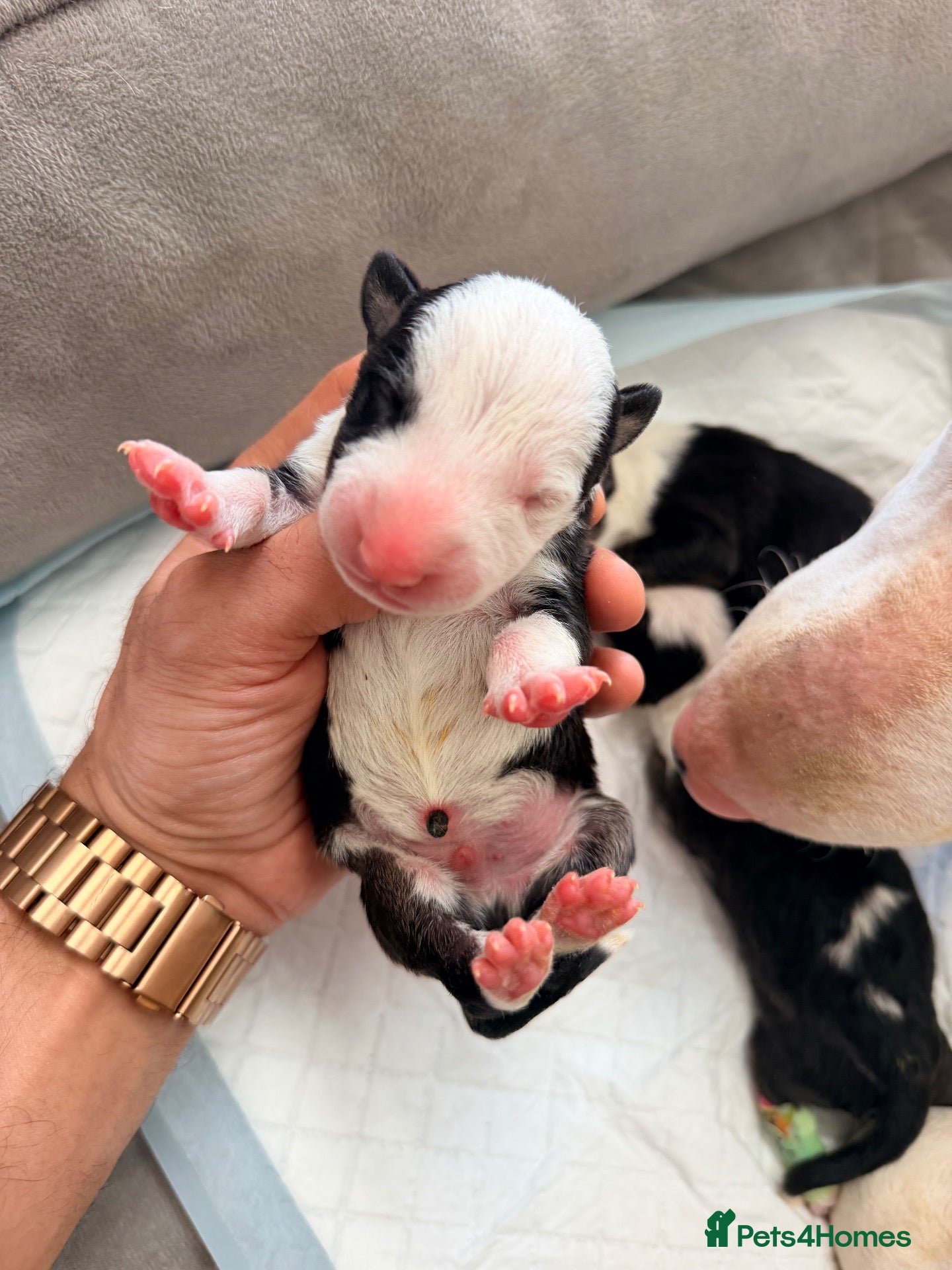 English Bull Terrier dogs English bullterrier quality puppies  - Advert 1