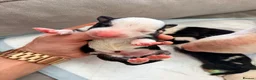 English Bull Terrier dogs for sale: English bullterrier quality puppies  - Advert 1