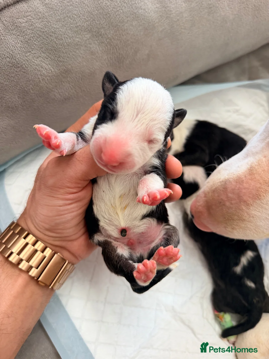 English Bull Terrier dogs for sale: English bullterrier quality puppies  - Advert 1
