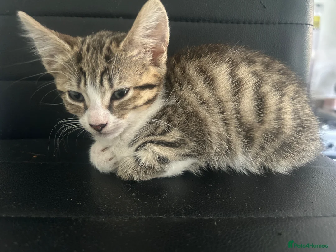Norwegian Forest Cat cats for sale: I fluffy Norwegian left  - Advert 2