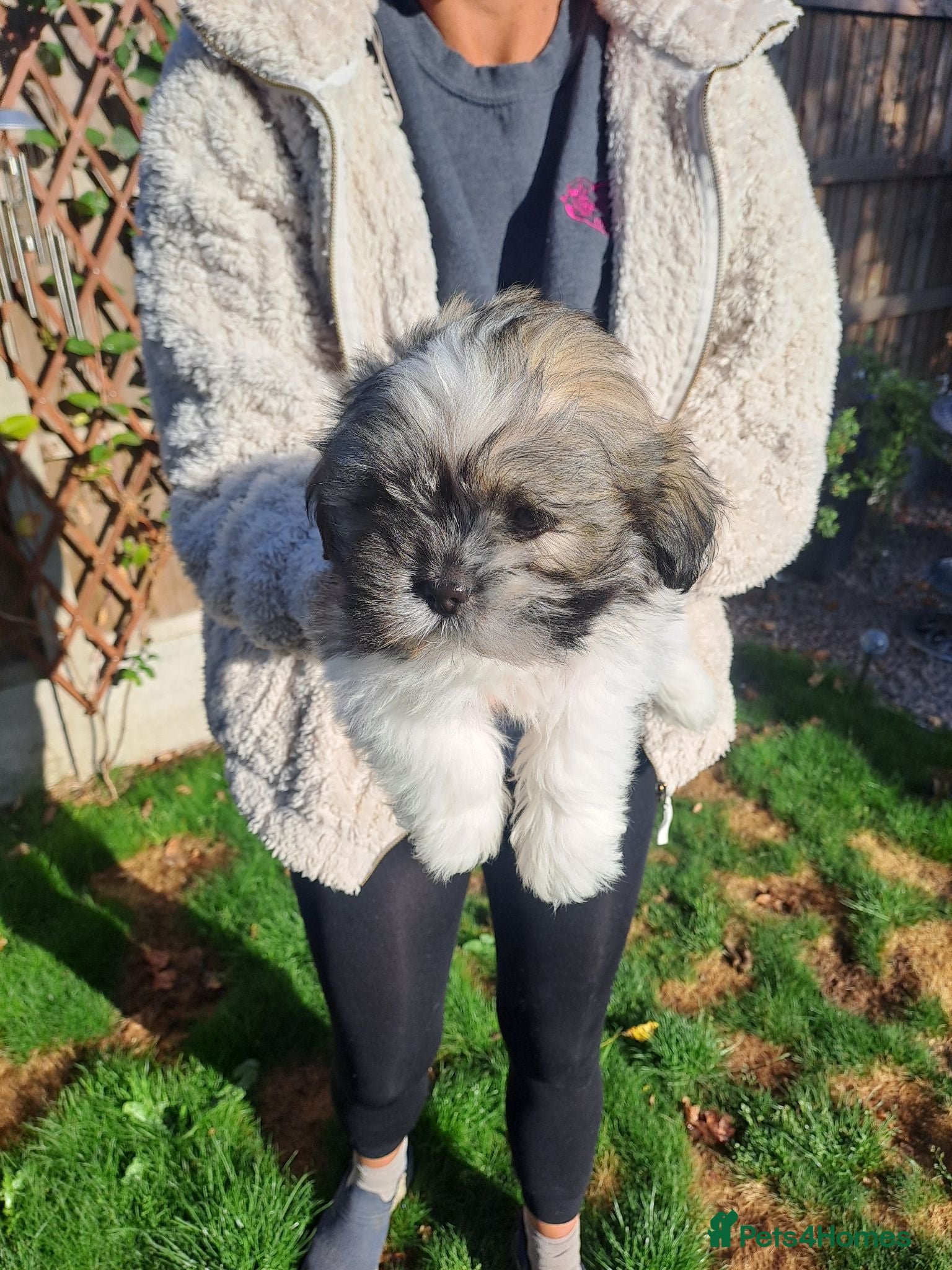 Lhasa Apso dogs Lhasa Apso Puppies  - Advert 17