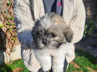 Lhasa Apso dogs Lhasa Apso Puppies - Advert 17
