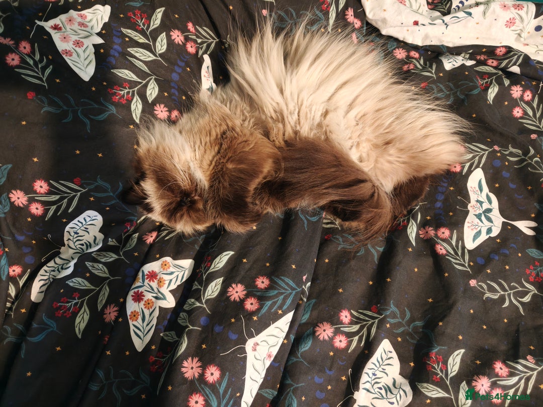 Persian cats for sale: Maggie  - Image 6