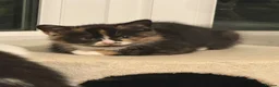 Mixed Breed cats for sale: 🥰 mixed breed calicos, tuxedos & grey kittens  - Advert 14