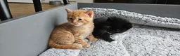 Mixed Breed cats for sale: Gorgeous ginger girl looking for forever home - Advert 7