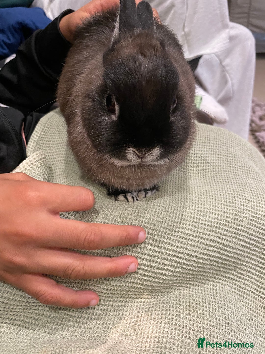 Netherland Dwarf rabbits for sale: 2x female Netherland Dwarf sisters  - Advert 4