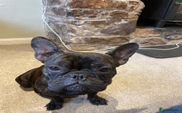 French Bulldog dogs for sale: KC Reg Frenchie Puppies - Image 17