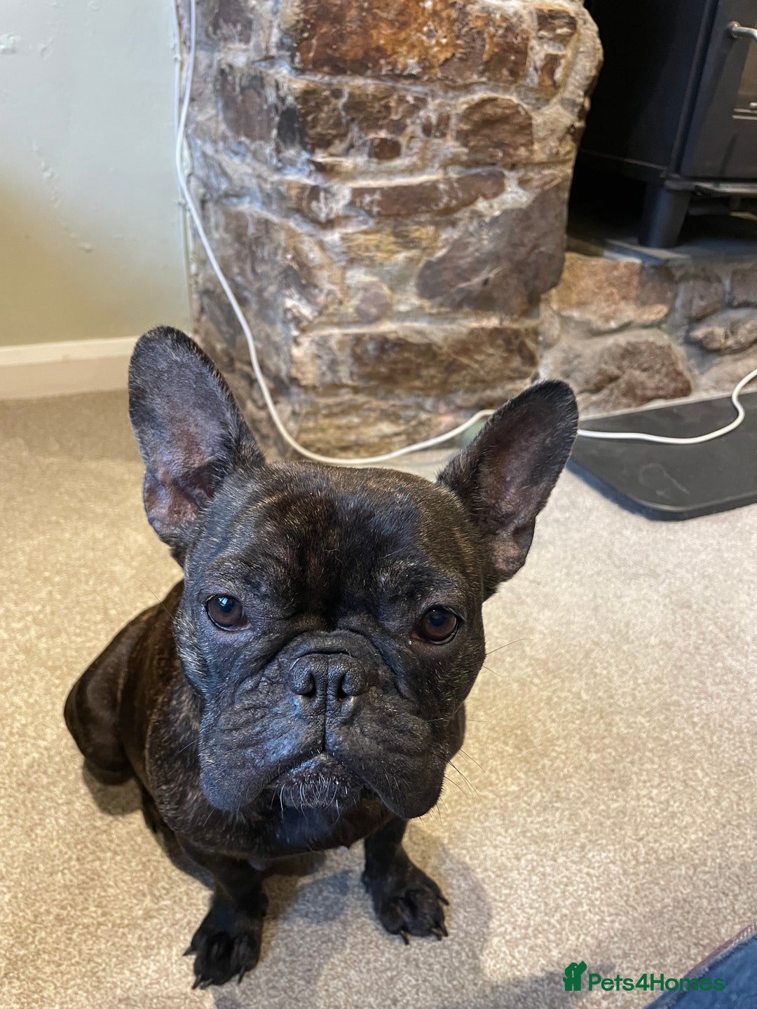 French Bulldog dogs for sale: KC Reg Frenchie Puppies - Image 17