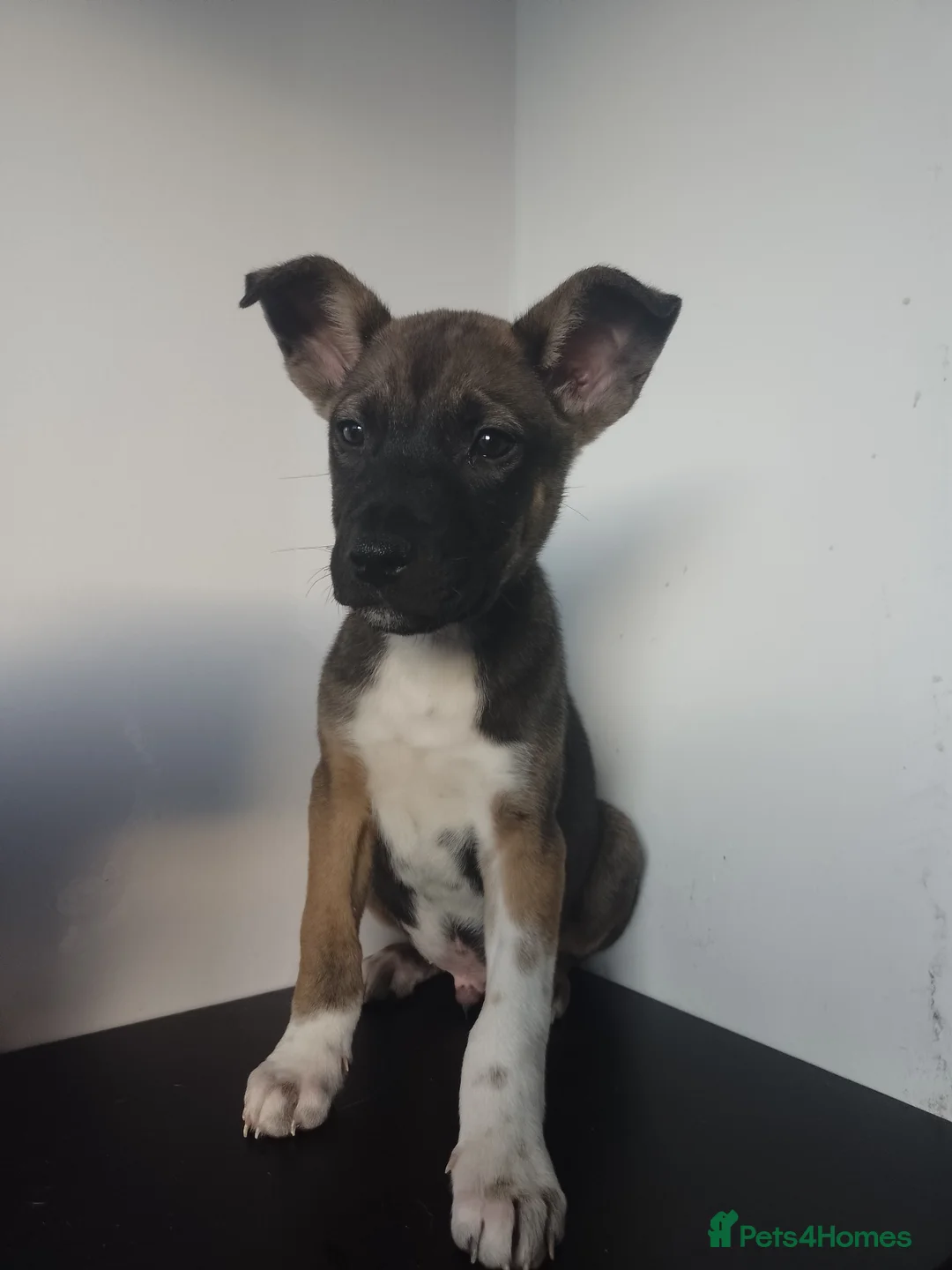 Mixed Breed dogs for sale: Staffy x Akita  - Advert 3