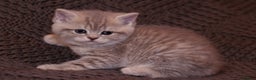 Scottish Fold cats for sale: Gorgeous Scottish Fold and straight kittens - Advert 19