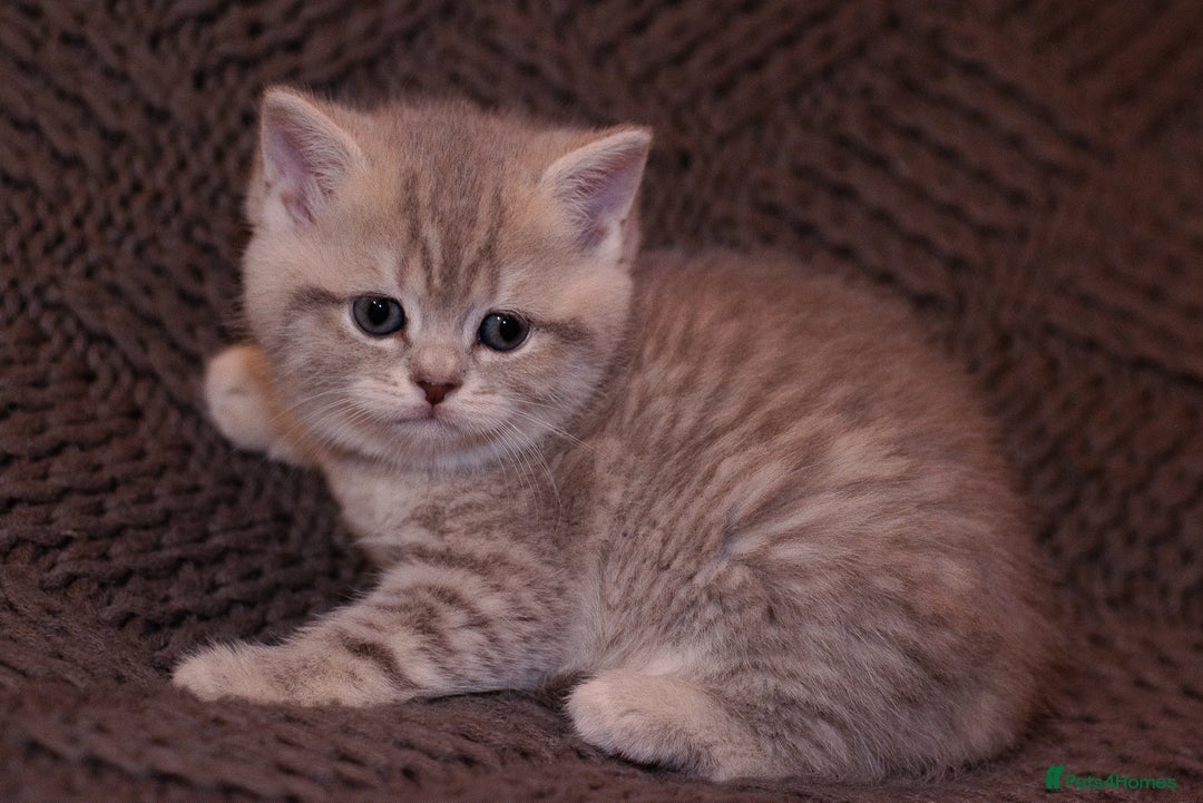 Scottish Fold cats for sale: Gorgeous Scottish Fold and straight kittens - Advert 19