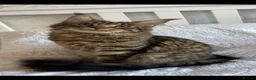 Maine Coon cats for sale: Beautiful babies! - Advert 1