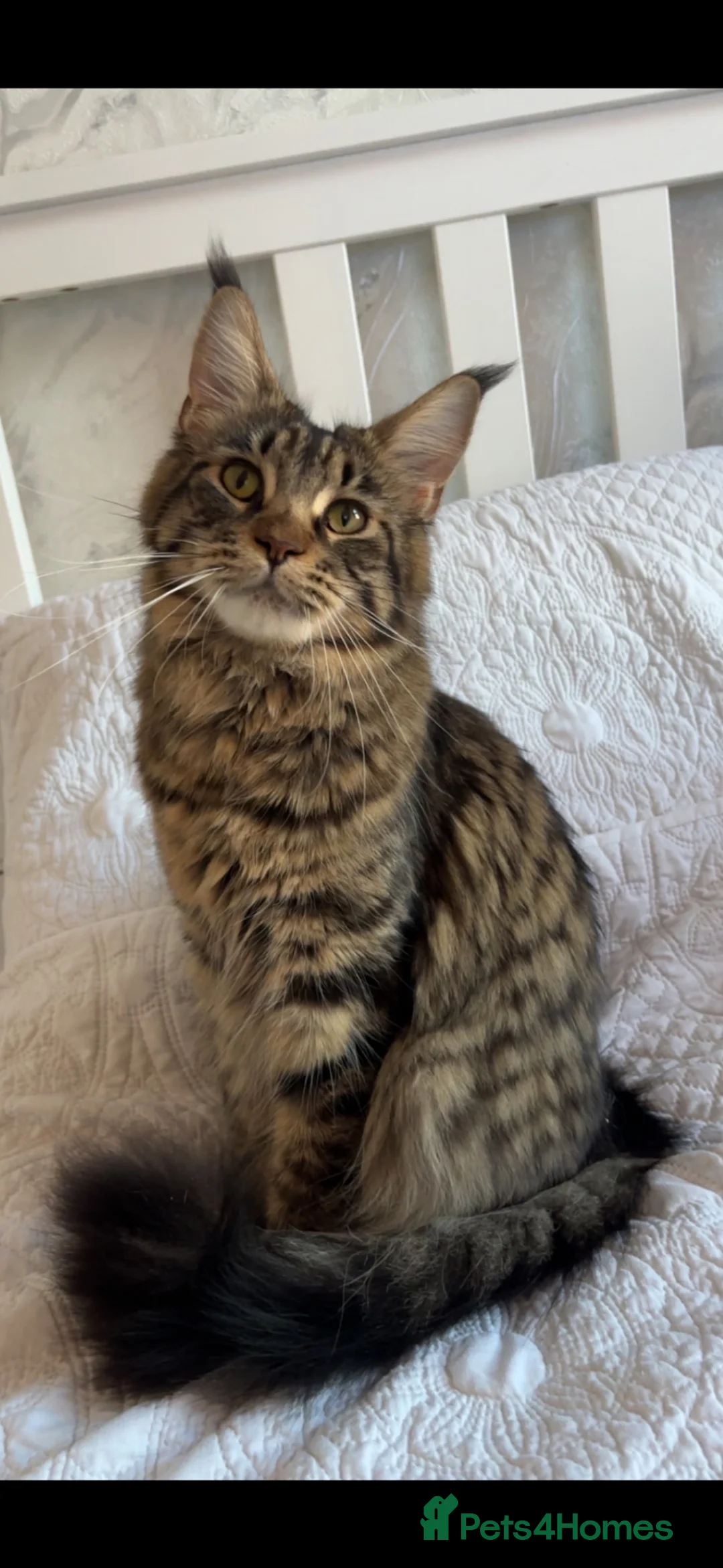 Maine Coon cats for sale: Beautiful babies! - Advert 1