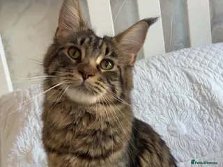 Maine Coon cats Beautiful babies! - Advert 1