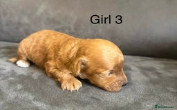 Miniature Poodle dogs for sale: Stunning miniature poodles available - Image 21