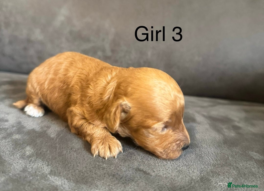 Miniature Poodle dogs for sale: Stunning miniature poodles available - Image 21