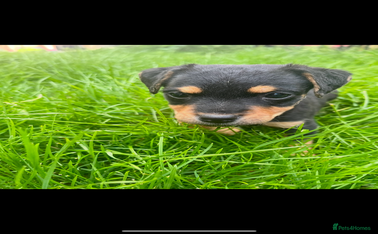Jack Russell dogs - Advert 7