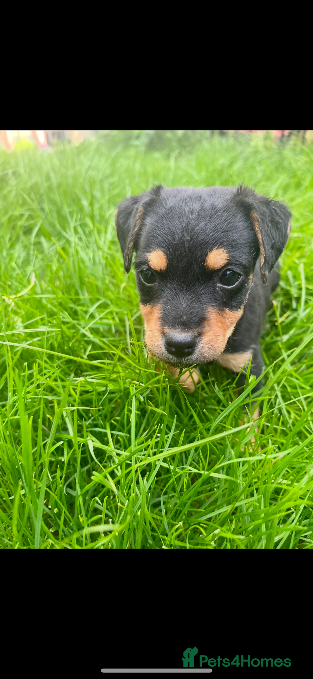 Jack Russell dogs for sale: Jack Russell  - Image 1