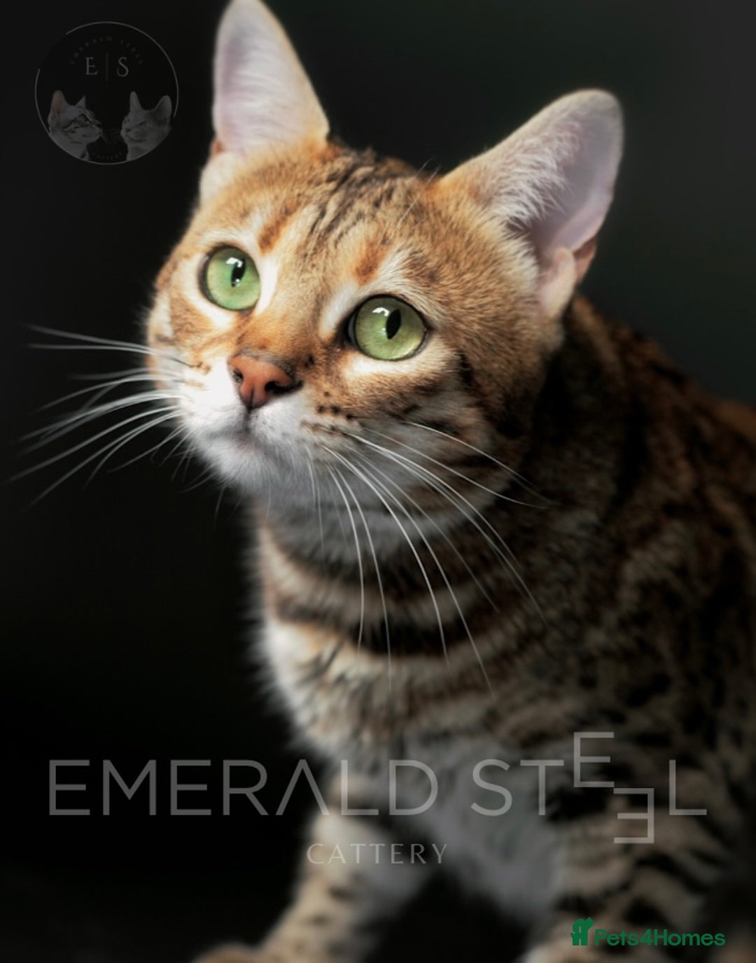 Bengal cats for sale: Pure Pedigree TICA Early Generation Bengal - Advert 10