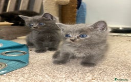 British Shorthair cats for sale: British short hair - Image 5