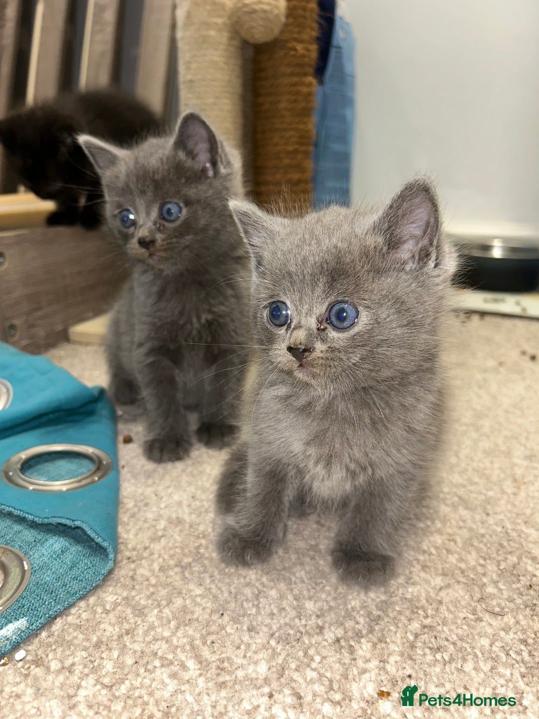 British Shorthair cats for sale: British short hair - Image 5