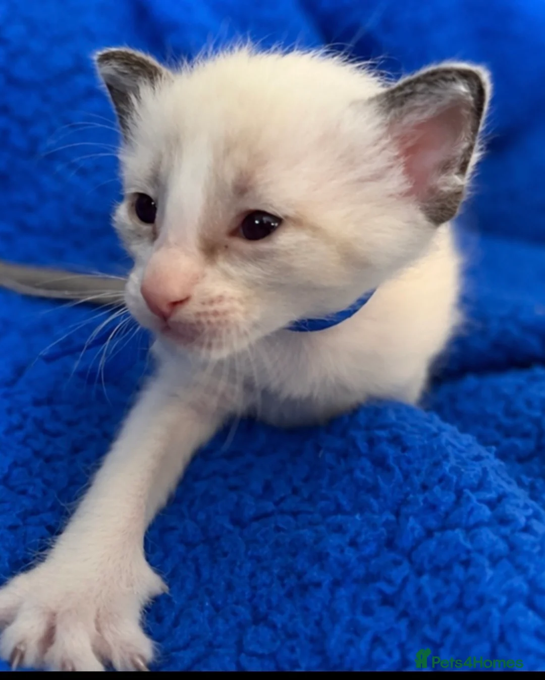 Siamese cats for sale: Siamese X Ragdoll kittens - Advert 6