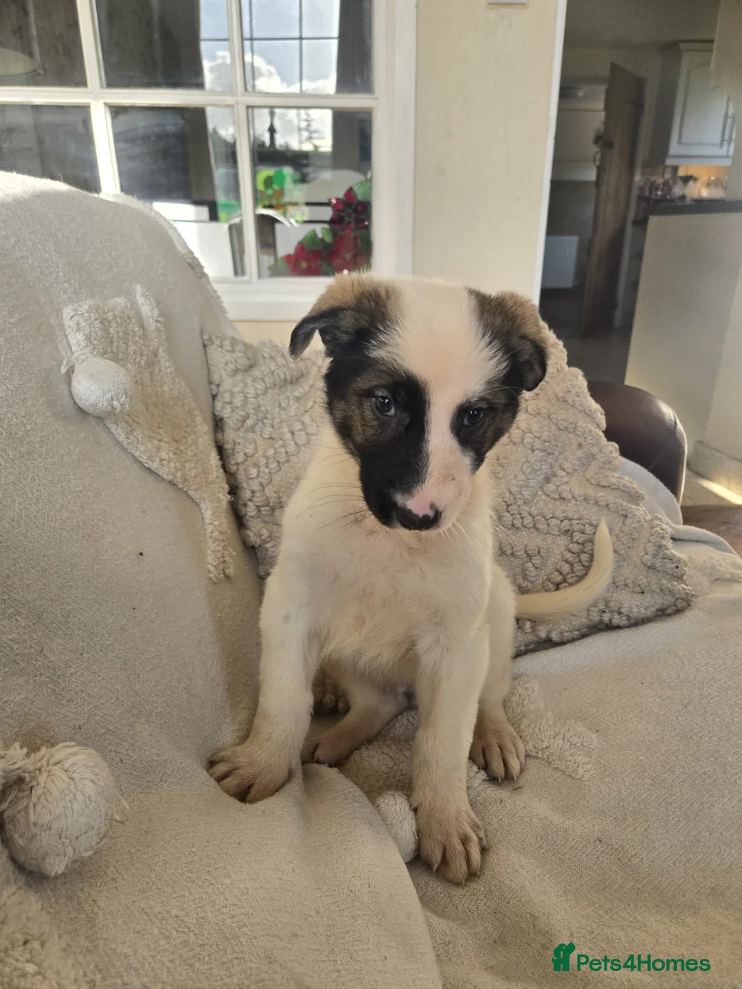 Mixed Breed dogs for sale: German Shepherd X Puppy - ready for a home - Advert 18